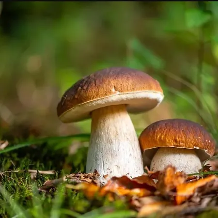 Holiday home Le Mazet De La Regordane