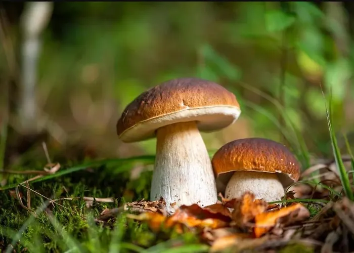 Ferienhaus Le Mazet De La Regordane